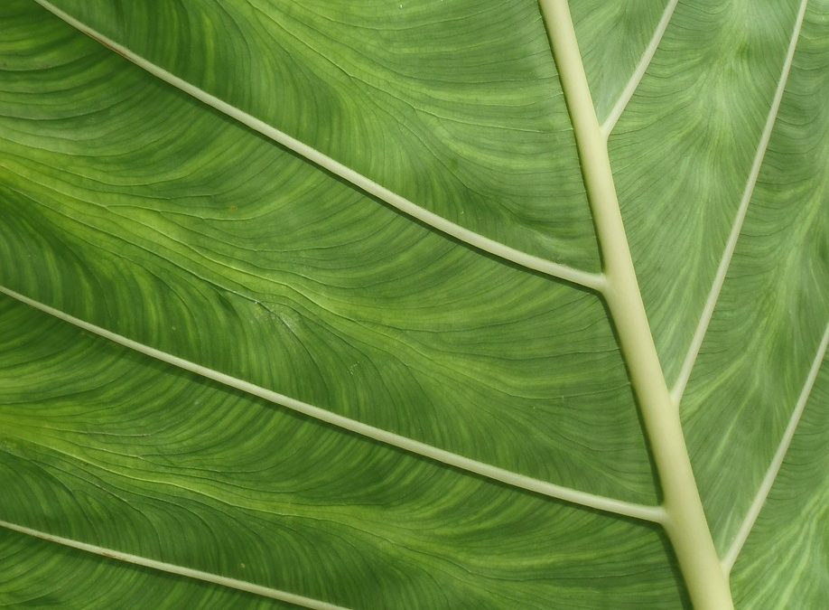 Dinas Damkar Balikpapan Selamatkan Korban di Alun-Alun